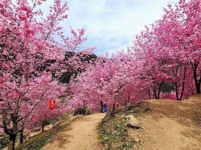 霞喀羅櫻花谷賞櫻美景