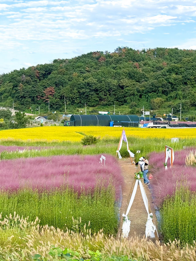 핑크뮬리를 볼 수 있는 기장 카페 바람💓