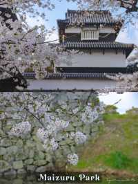 Fukuoka in Sakura Season~🌸🇯🇵✨