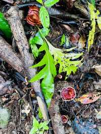 Hike Through the Lush Green Mulu Forest