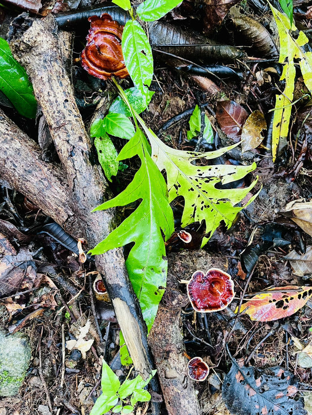 Hike Through the Lush Green Mulu Forest