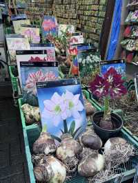 A Colorful Stroll Through Bloemenmarkt, Amsterdam
