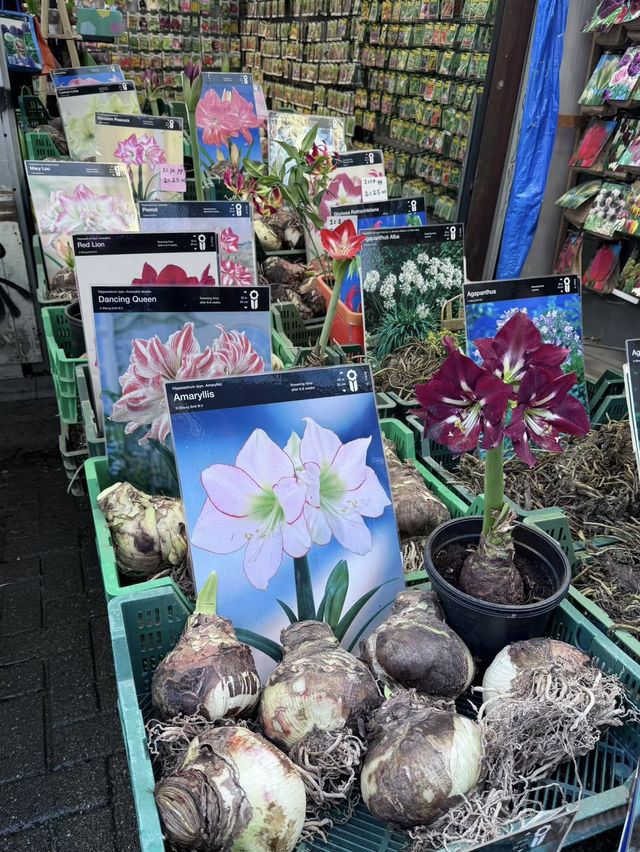 A Colorful Stroll Through Bloemenmarkt, Amsterdam