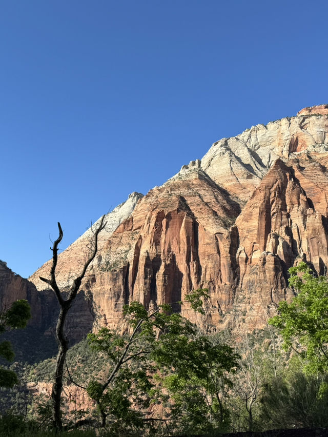 깊고 울창한 자연의 품 안에 숨겨진 보석 같은 장소 “Zion canyon”