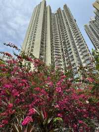 長沙灣元洲邨元樂樓簕杜鵑桃紅隧道：都市中的浪漫花海🌸🌺