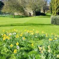 Spring Serenity in Oxford’s Gardens