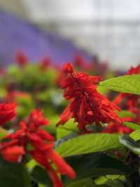 Beautiful & Relaxing Visit to Cameron Highland Flora Park