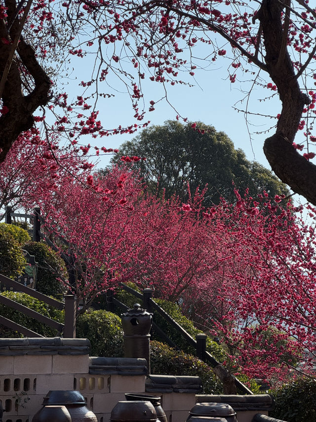 순천 매화 여행코스 추천🌸 하루 만에 다 갈 수 있어요💖