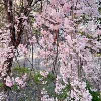 🌸 **大阪京都魁櫻賞花遊覽分享** 🌸