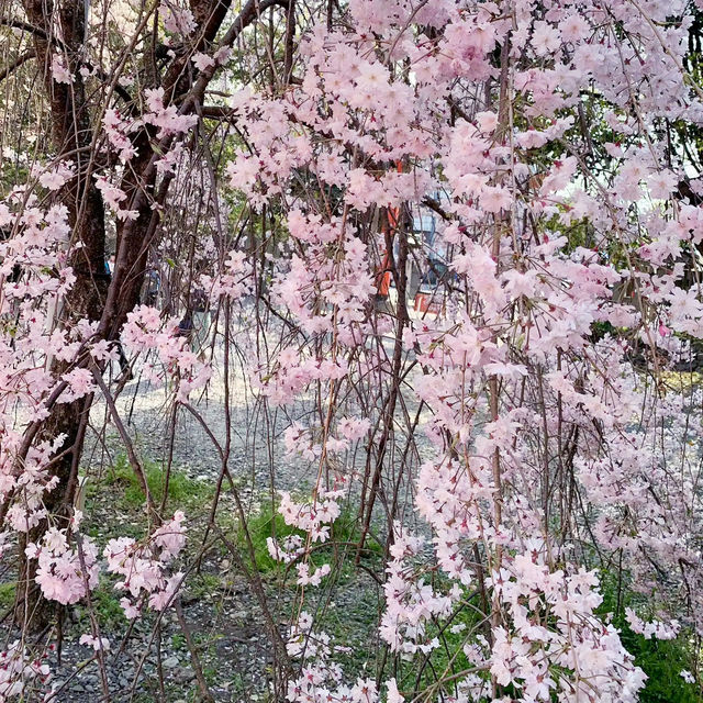 🌸 **大阪京都魁櫻賞花遊覽分享** 🌸