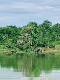 Wild safari magic in Udalawawe 