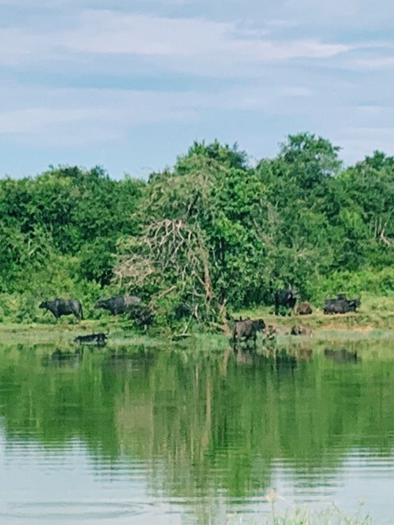 Wild safari magic in Udalawawe 