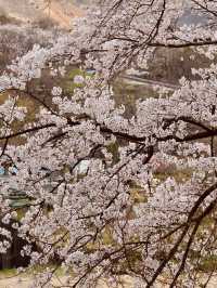 A Cultural Spring Blossom & Historical Treasure 📚🌸 