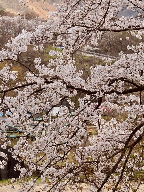 A Cultural Spring Blossom & Historical Treasure 📚🌸 