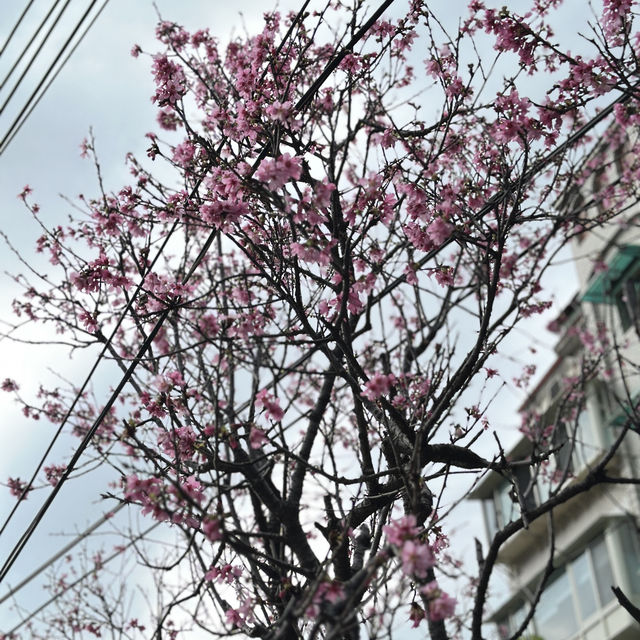 想不到台北的3月還有櫻花盛放