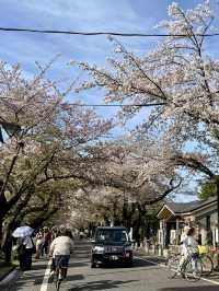 The Ultimate Cherry Blossom Spot! Ueno Park