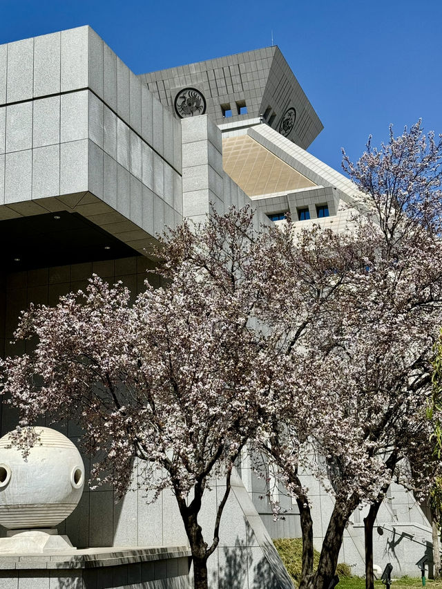 An Unexpected Delight: Cherry Blossoms at Henan Museum on Our First Day Trip