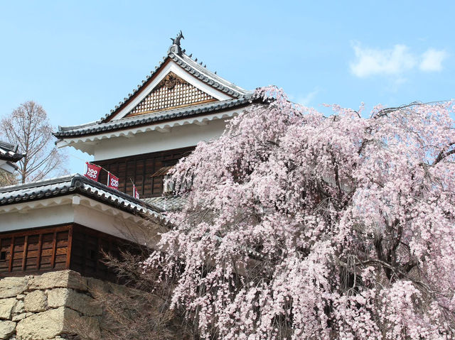 Chasing Sakura at Ueda Castle in Shishu, Nagano