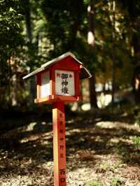 滋賀縣賞楓葉小眾地方