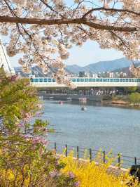 벚꽃과 개나리를 함께 볼 수 있는 대구 금호강생태공원🌿