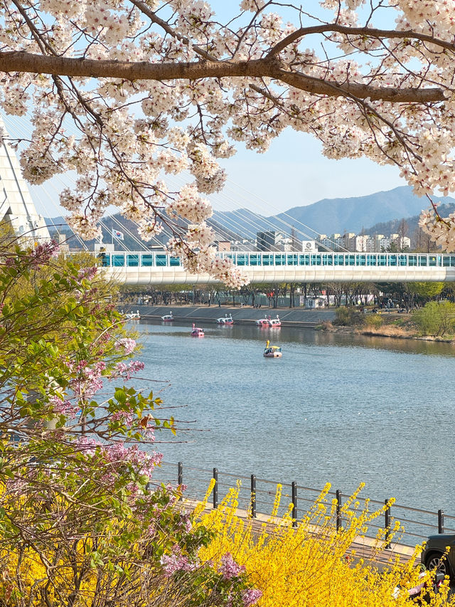 벚꽃과 개나리를 함께 볼 수 있는 대구 금호강생태공원🌿