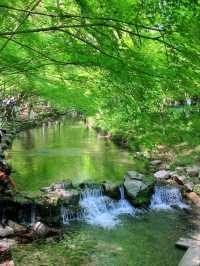Hangzhou’s Hidden Gem-Nine Creeks and Misty Trees