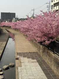 京都河津賞櫻🌸之旅🩵