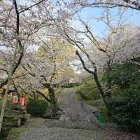 藻巖山·高地櫻花秘境