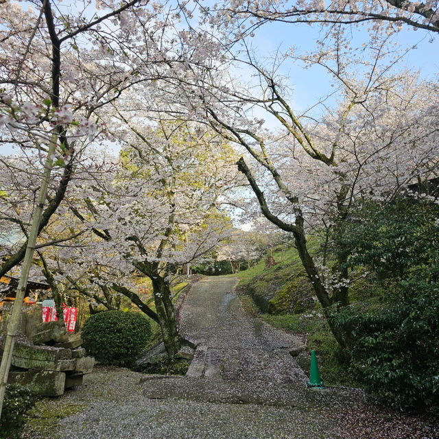 藻巖山·高地櫻花秘境
