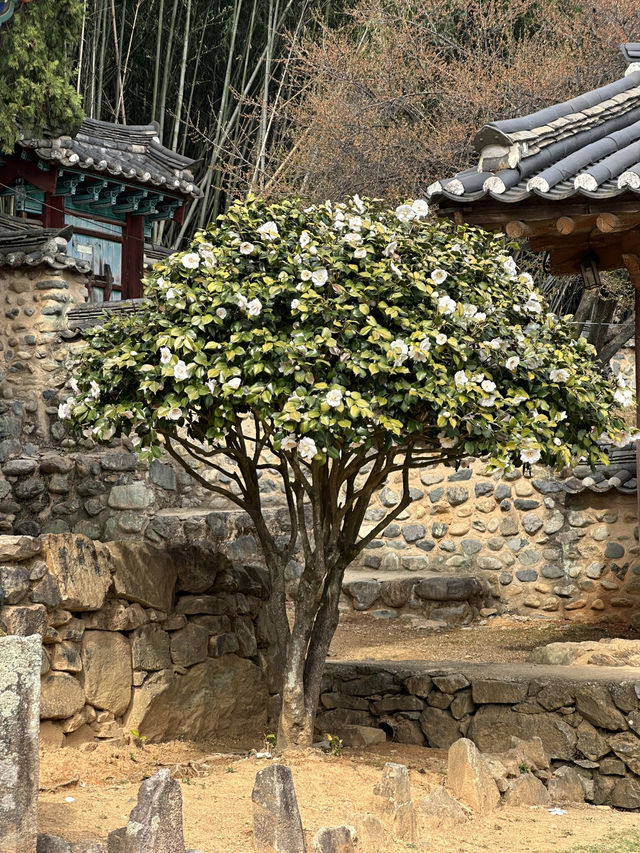 고즈넉한 분위기의 ‘밀양향교’를 가다 ✨🏯