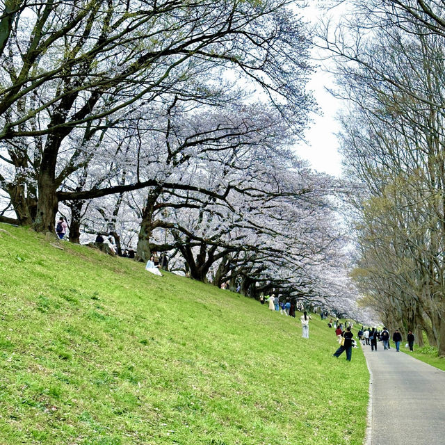櫻花仙境～真駒內公園  