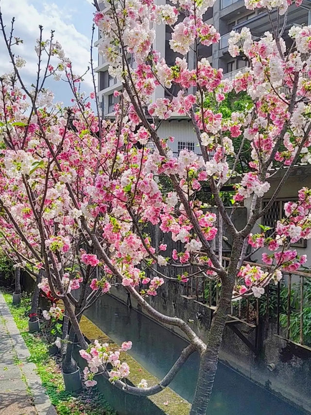 🌸** 春天賞櫻的絕佳去處**🌸