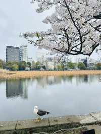 都内屈指のお花見名所🌸上野恩賜公園で春満喫！