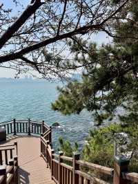 Cherry Blossoms in Busan and Seoul SK 2025