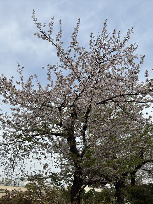 東京｜淺草寺櫻花一日遊 🌸