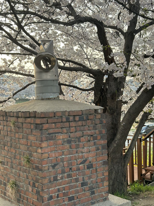 성안길에서 무심천 따라 걷는 힐링 산책길🌸🤍 부담없는 힐링 데이트코스