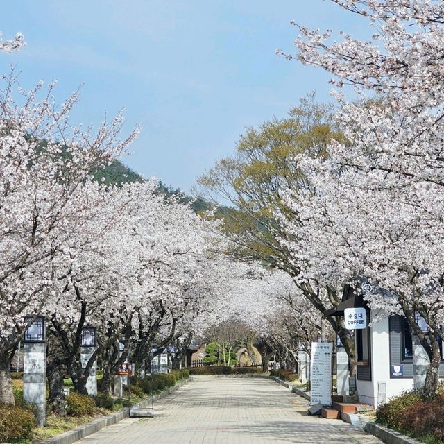한옥건물과 벚꽃 조합이라니🩷