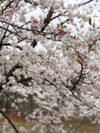 의정부 벚꽃명소 🌸 비가와도 포기 못해요
