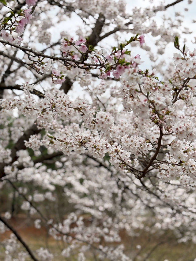 의정부 벚꽃명소 🌸 비가와도 포기 못해요