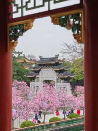 Stunning Cherry Blossoms at Baomo Garden