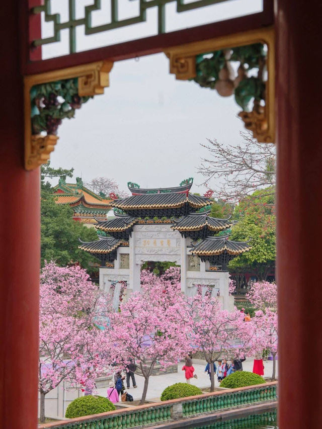 Stunning Cherry Blossoms at Baomo Garden