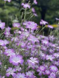 【埼玉】広大な敷地に、四季折々の花が咲き乱れる公園
