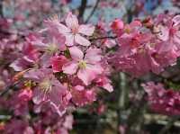🌸**台中櫻花秘境**🌸