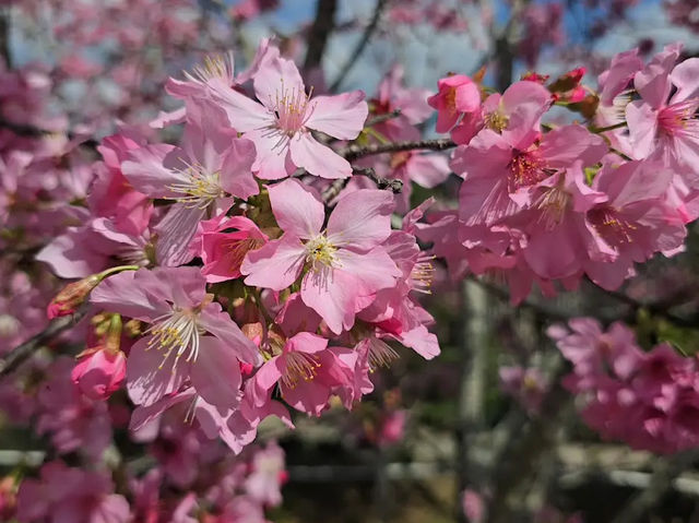 🌸**台中櫻花秘境**🌸