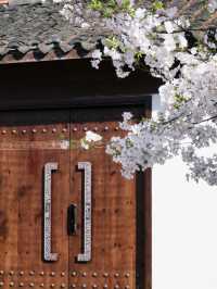 Maojiabu Cherry Blossoms – A Hidden Lakeside Escape