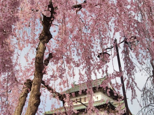 Hirosaki Park Cherry Blossoms – A Japanese Spring Wonderland
