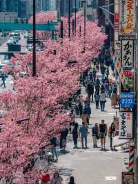 Petals & Skylines: The Poetry of Tokyo’s Cherry Blossoms