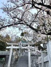 Cherry Blossoms in Full Bloom at Ryuo Park