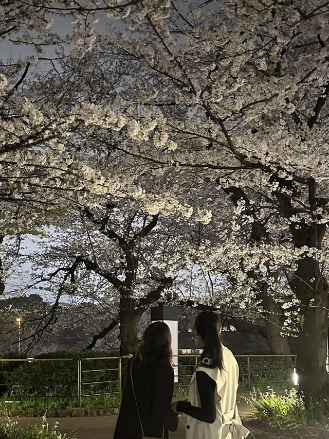【東京】花見スポット3選🌸
