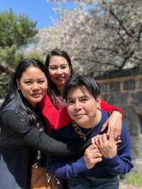 Scenic Spots in Suwon for Sakura Viewing!